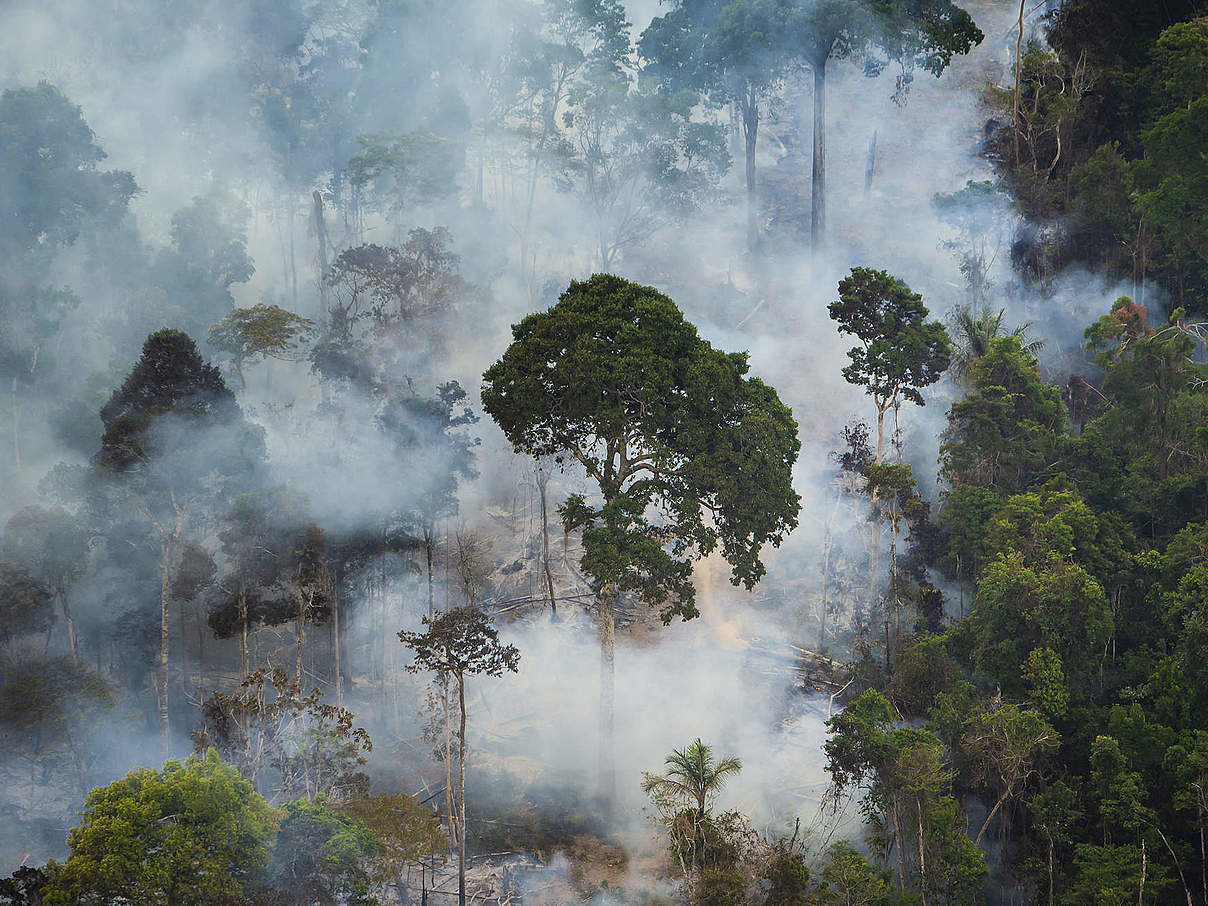 Feuer im Amazonas © WWF Brazil