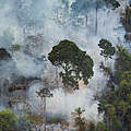 Feuer im Amazonas © WWF Brazil