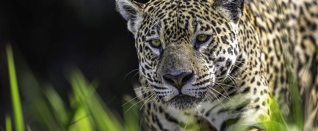 Ein Jaguar pirscht durch den Tropenwald.
