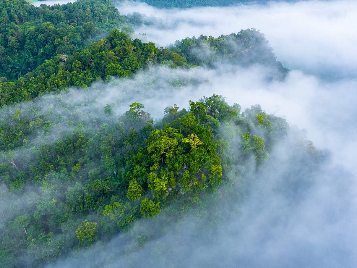 Regenwald © Getty Images