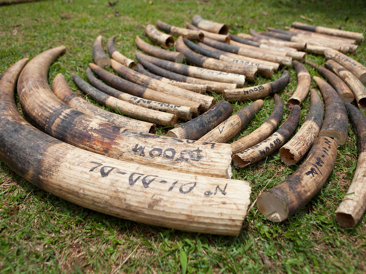 Stoßzähne von Afrikanischen Waldelefanten © WWF / Mike Goldwater 