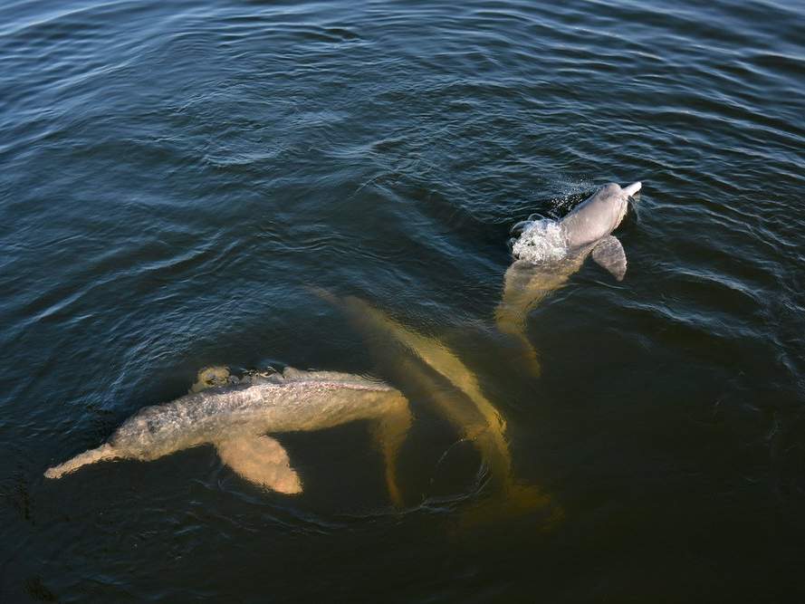 Flussdelfine sind durch verschiedene Faktoren bedroht © WWF-Brazil / Adriano Gambarini
