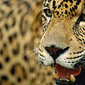 Jaguar © Staffan Widstrand / WWF