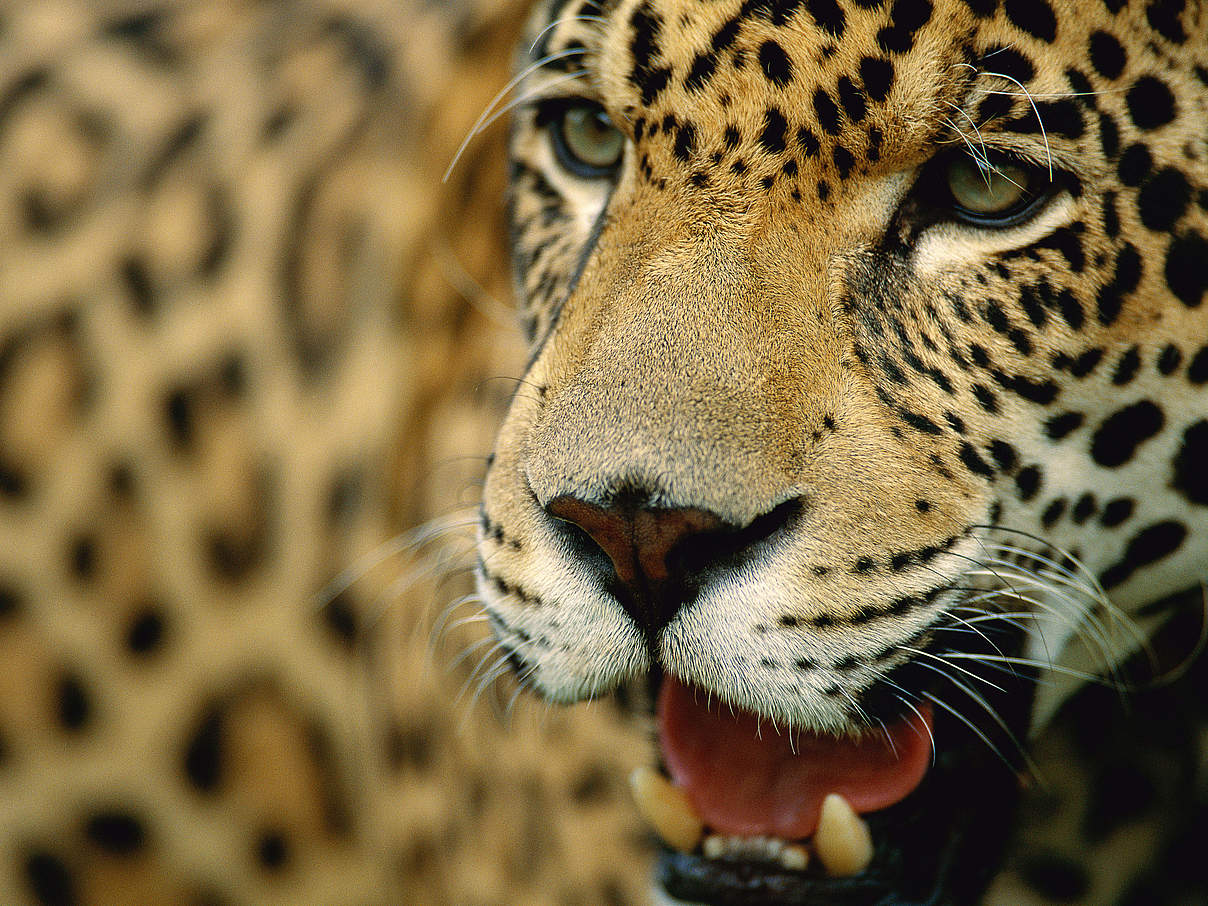 Jaguar © Staffan Widstrand / WWF Jaguar © Staffan Widstrand / WWF