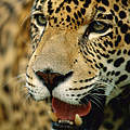 Jaguar © Staffan Widstrand / WWF