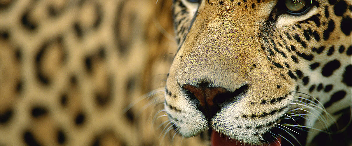 Jaguar © Staffan Widstrand / WWF