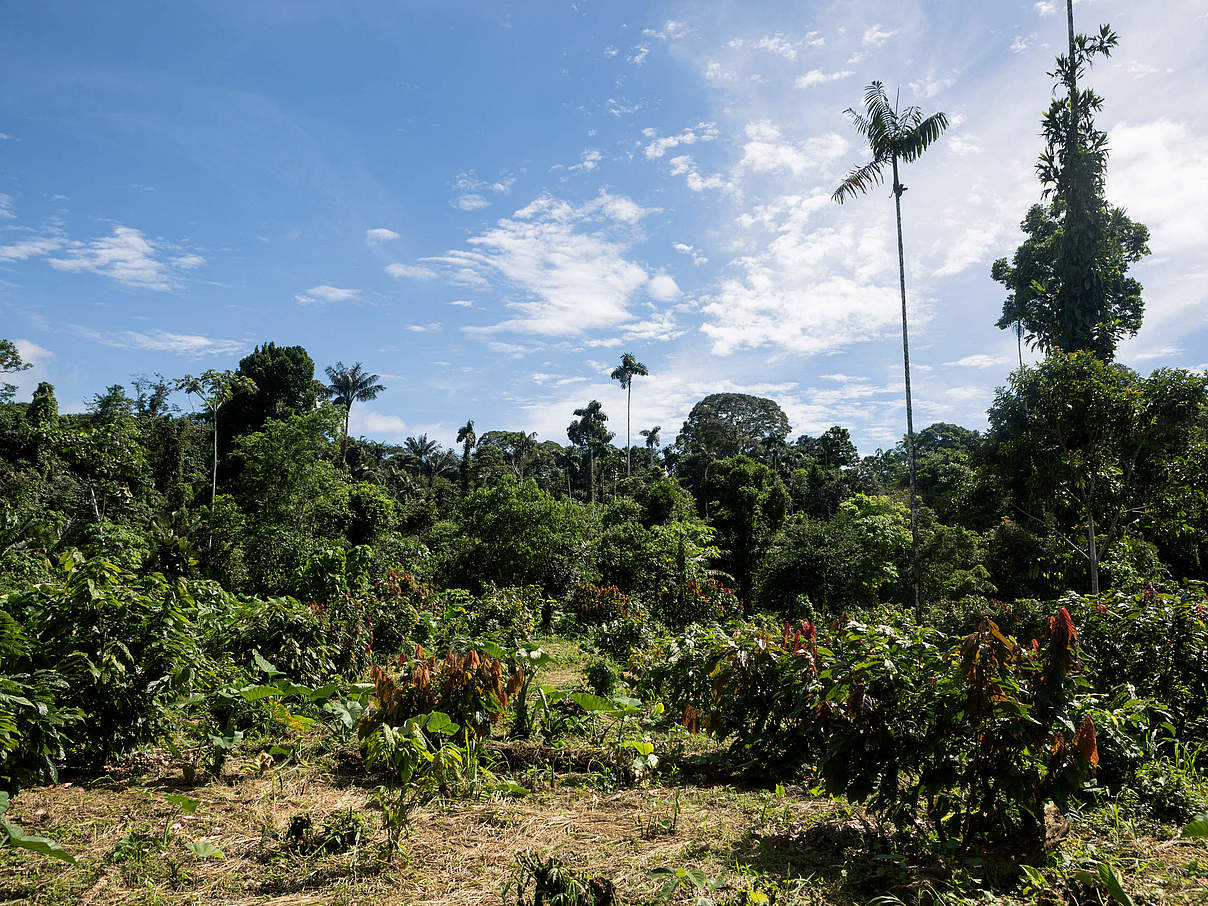 Kakao Plantage © WWF Ecuador
