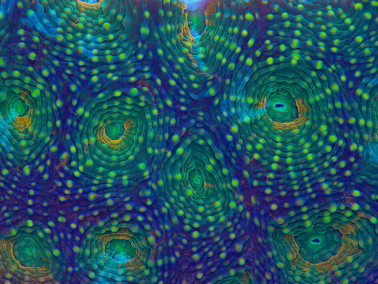 Regenbogen Acanthastrea Koralle