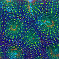 Regenbogen Acanthastrea Koralle