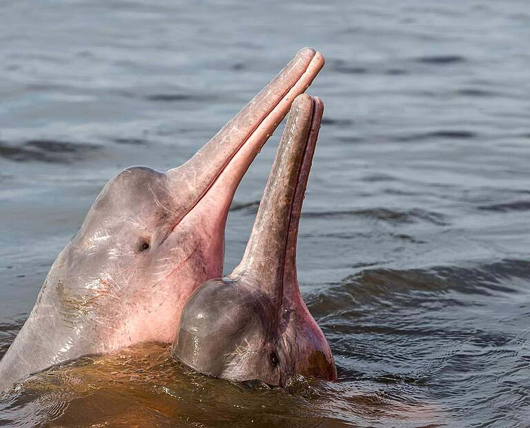 Rosa Flussdelfin © Shutterstock / COULANGES / WWF Schweden