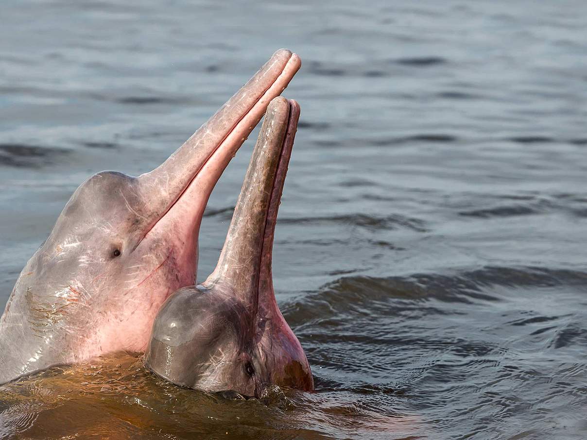 Rosa Flussdelfin © Shutterstock / COULANGES / WWF Schweden Rosa Flussdelfin © Shutterstock / COULANGES / WWF Schweden