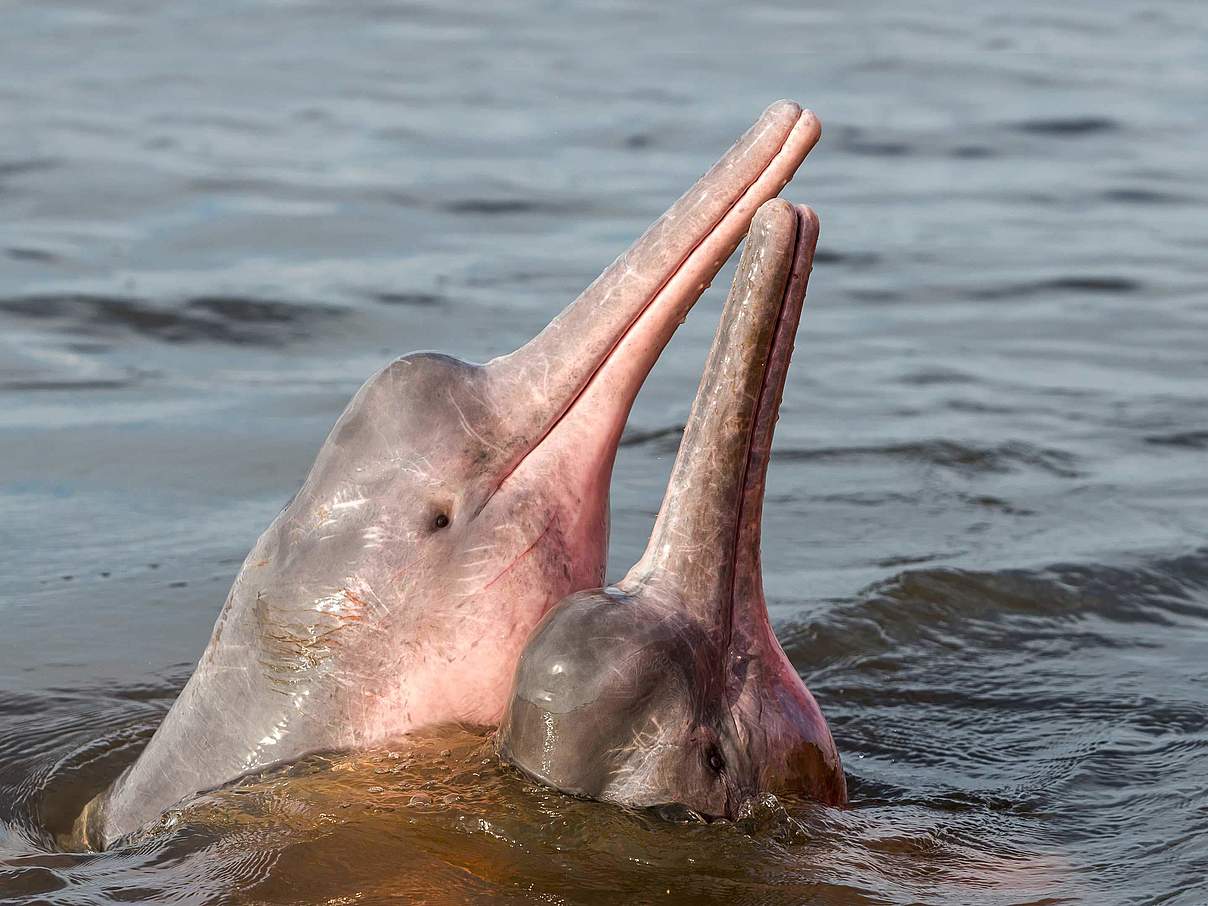 Rosa Flussdelfin © Shutterstock / COULANGES / WWF Schweden