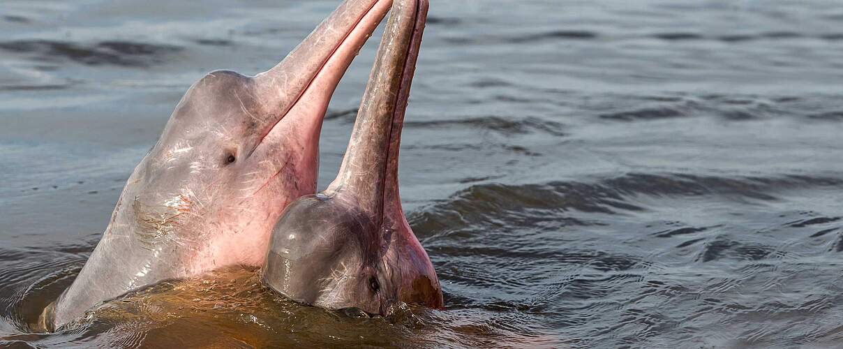 Rosa Flussdelfin © Shutterstock / COULANGES / WWF Schweden