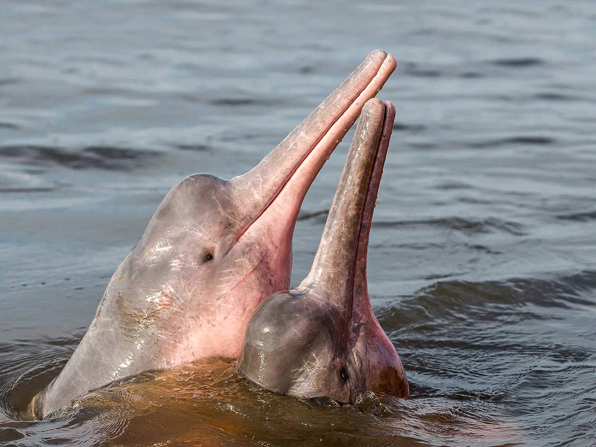 Rosa Flussdelfin © Shutterstock / COULANGES / WWF Schweden