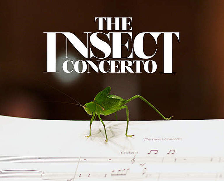 The Insect Concerto © Insect Concerto