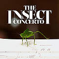 The Insect Concerto © Insect Concerto