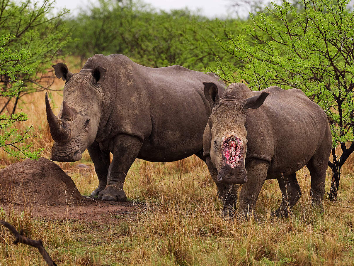 Von Wilderern enthorntes und schwer verletztes Nashorn 