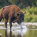 Ein Wisentbulle durchquert einen Fluss. © JMrocek / iStock / Getty Images