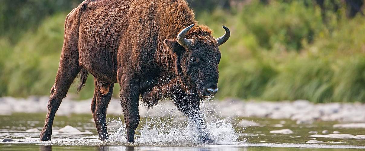Ein Wisentbulle durchquert einen Fluss. © JMrocek / iStock / Getty Images