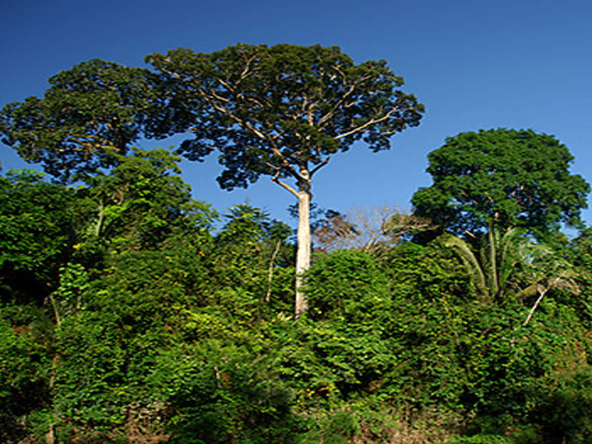 Regenwald im Amazonas © Zig Koch / WWF