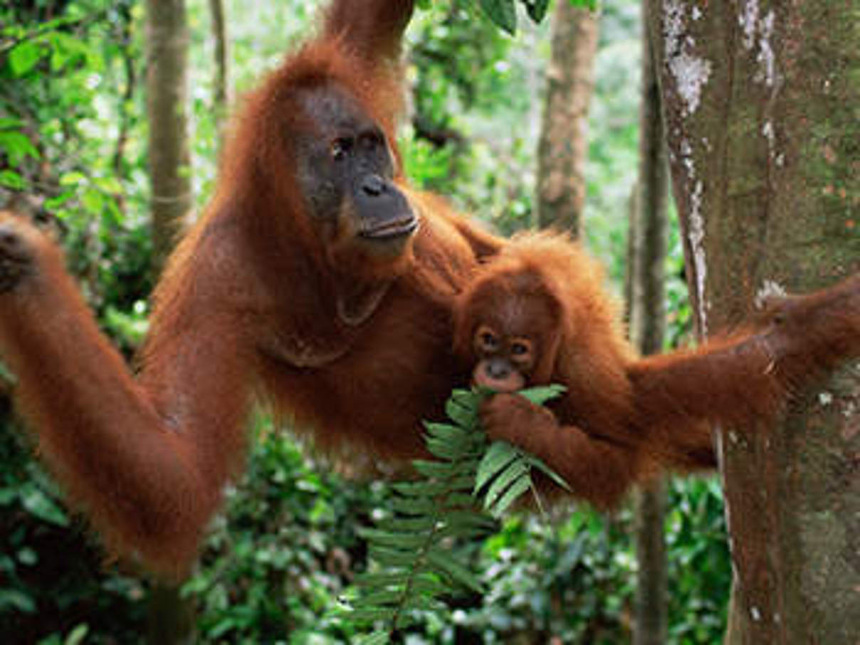 Artenlexikon Sumatra  Orang  Utan  Pongo abelii 