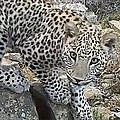 Kaukasus-Leopard © WWF