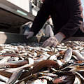 Nordsee-Fischerei © Kalle Kaub / WWF