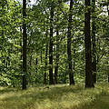 Bendelebener Wald © Thomas Stephan WWF