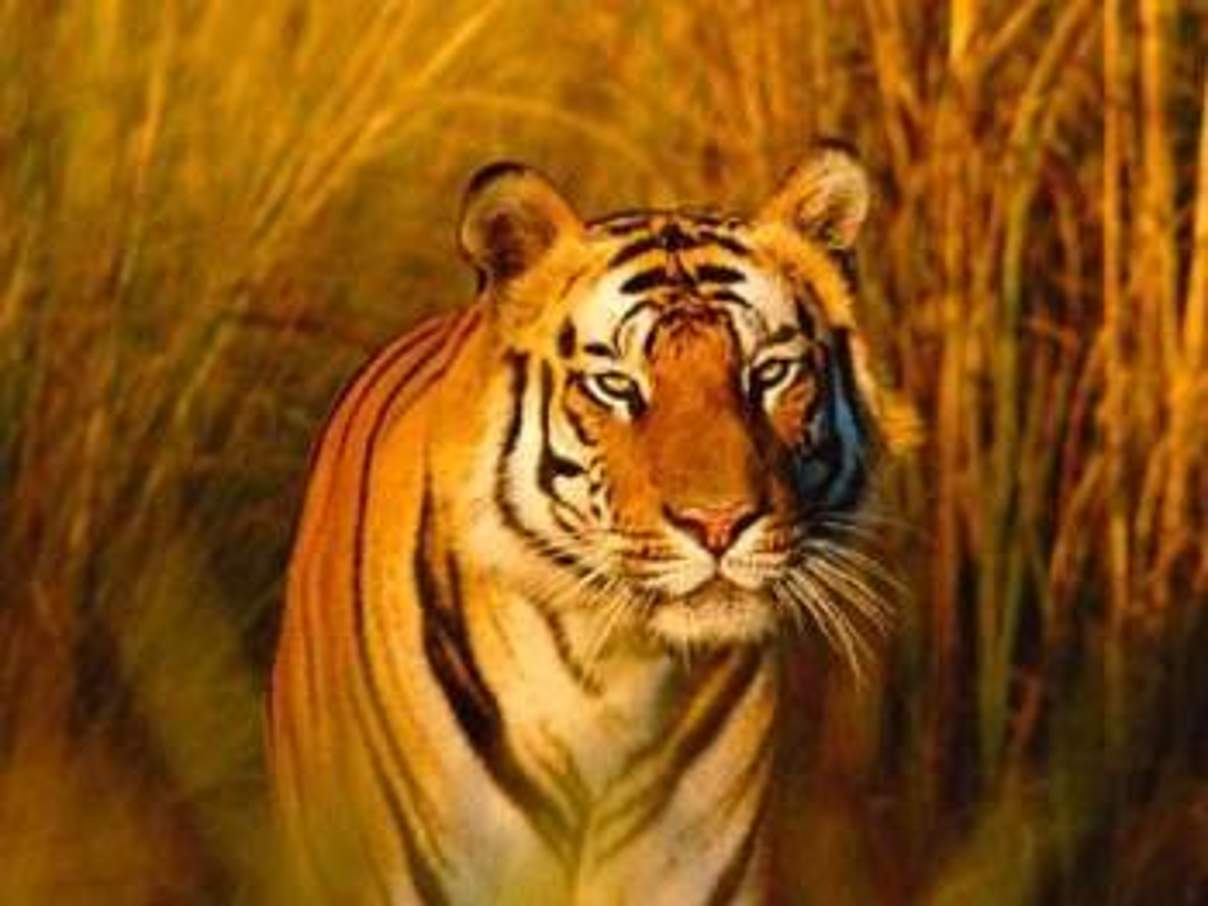 Bengal-Tiger © naturepl.com / Francois Savigny / WWF Bengal-Tiger © naturepl.com / Francois Savigny / WWF