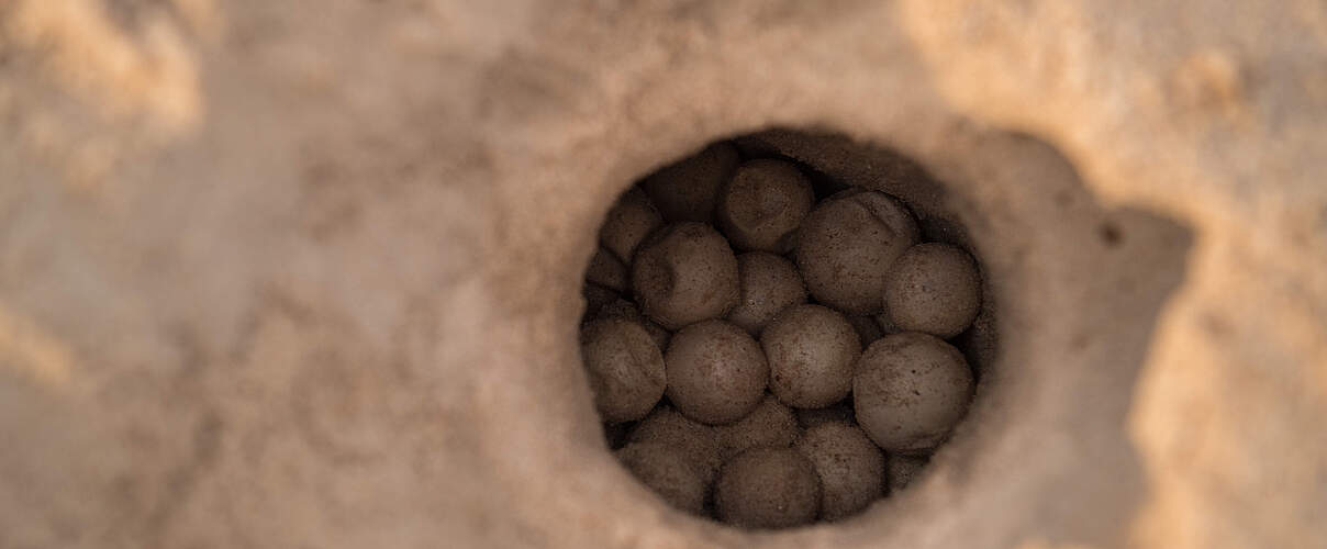 Nest mit Eiern der Aurras-Schildkröte © Jaime Rojo / WWF US