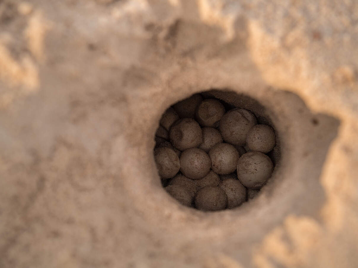 Nest mit Eiern der Aurras-Schildkröte © Jaime Rojo / WWF US