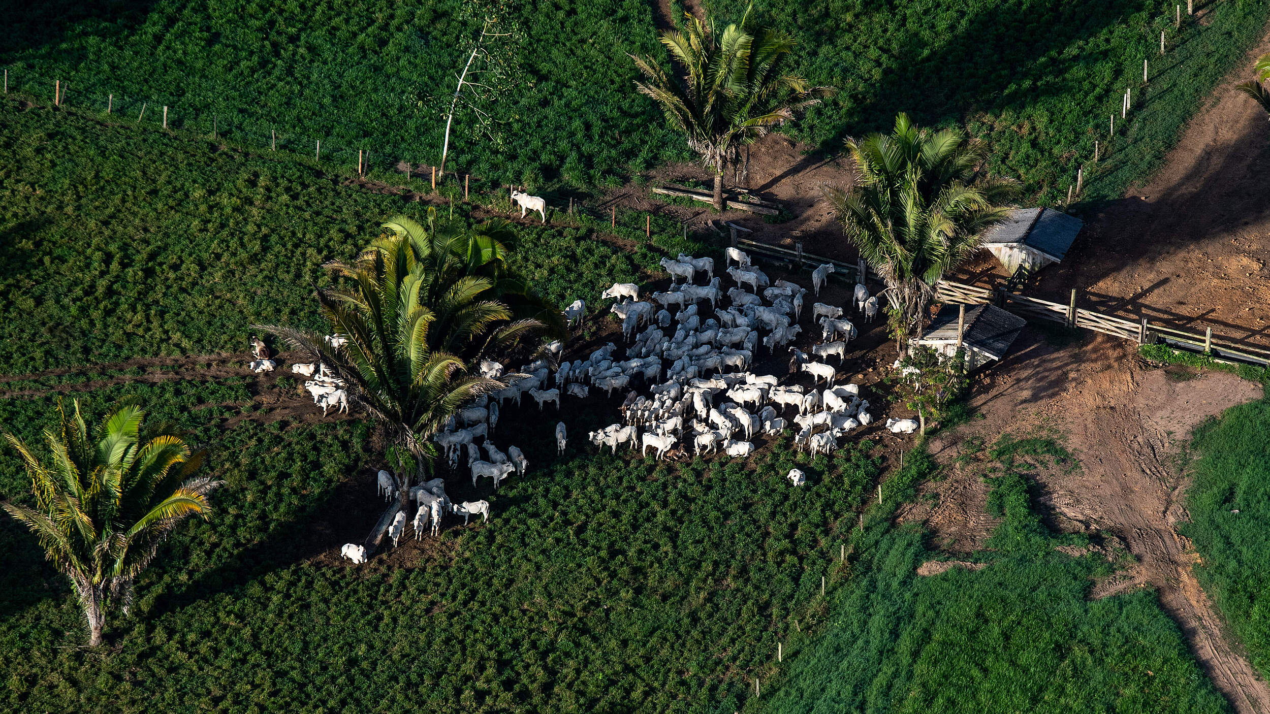 Entwaldete Fläche in Brasilien für Rinderhaltung © Chris J Ratcliffe / WWF-UK
