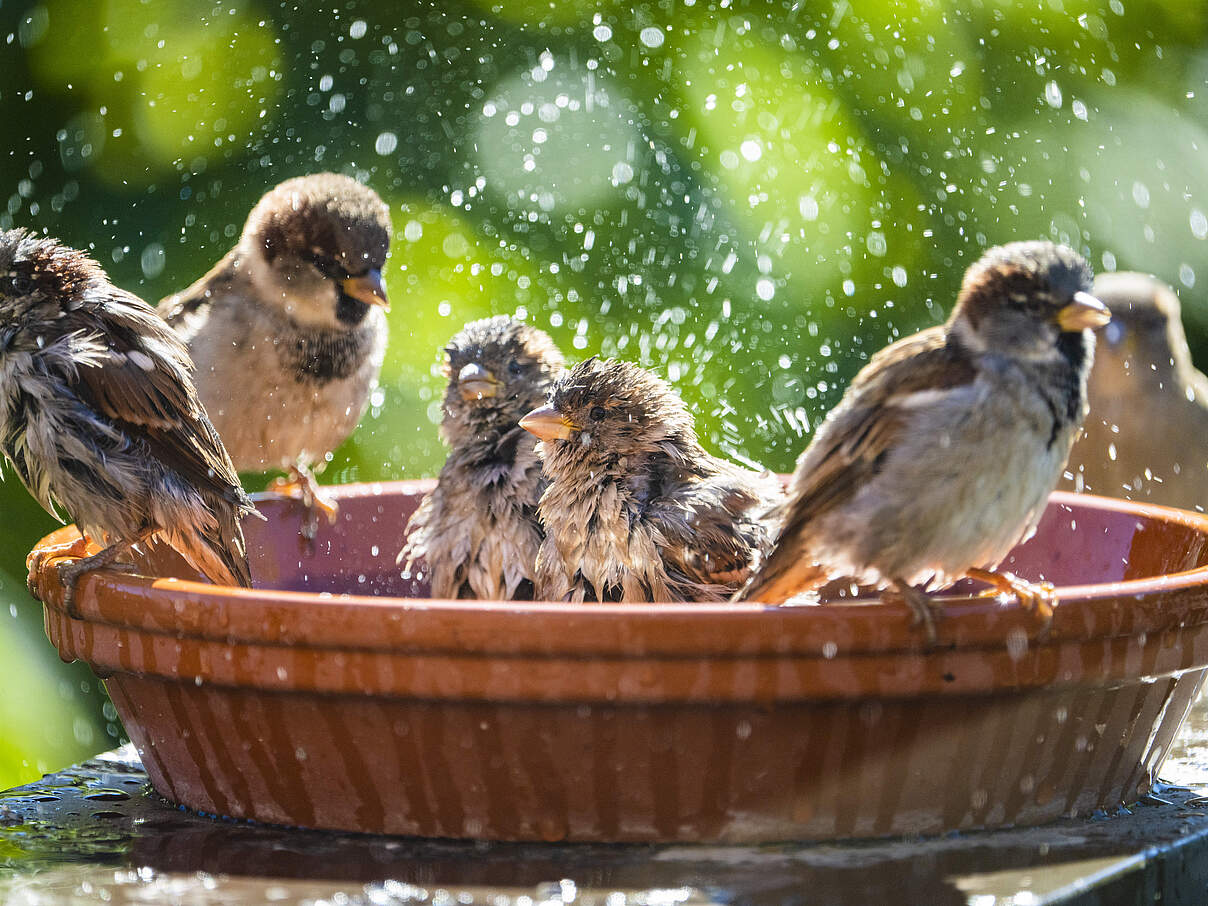Vögel nehmen ein Bad in einer Trinkschale