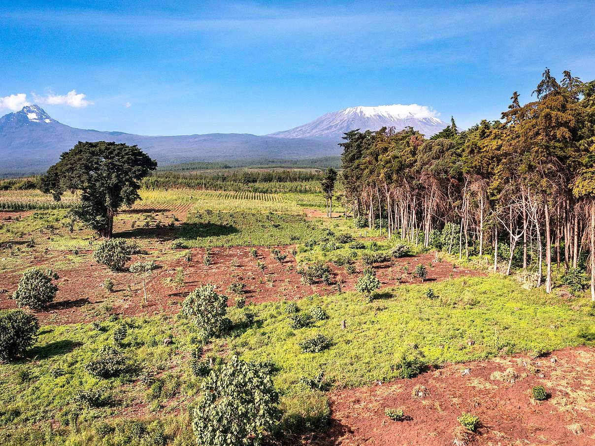 In dem abgeholtzten, mit exotischen Bäumen gepflanzten Wald, versucht der WWF, ihn mit einheimischen Bäumen wieder aufzuforsten © WWF