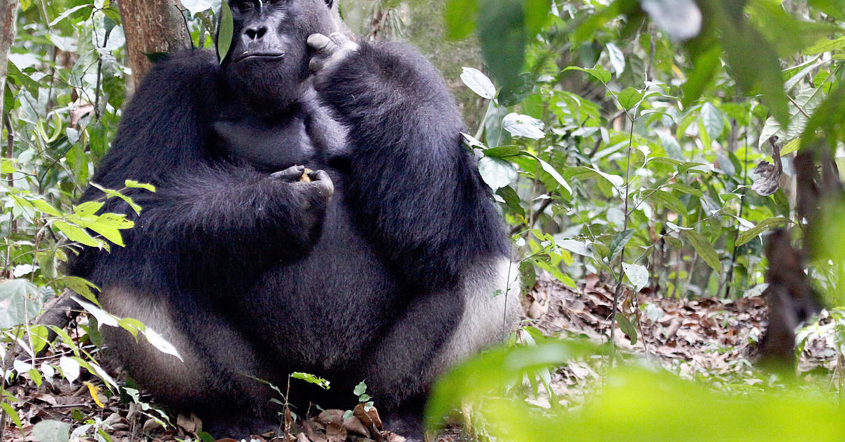 Westliche Gorillas Im Wwf Artenlexikon