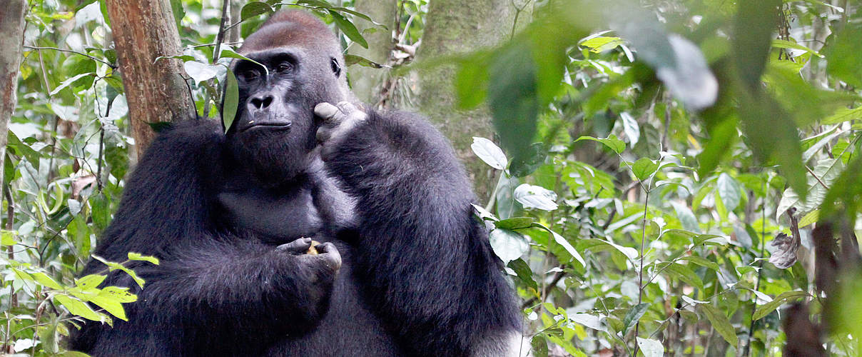 Westlicher Flachlandgorilla © WWF / Carlos Drews