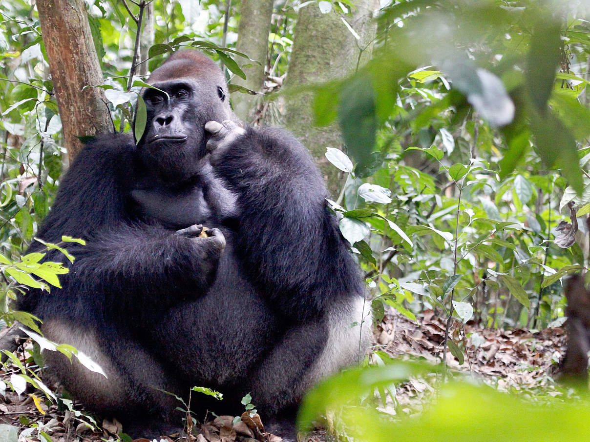 Westlicher Flachlandgorilla © WWF / Carlos Drews