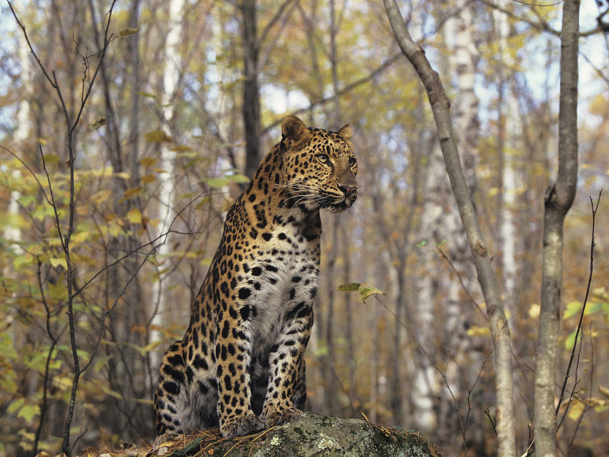 Amur-Leopard auf einem Felsen © Tom Brakefield / iStock / Getty Images