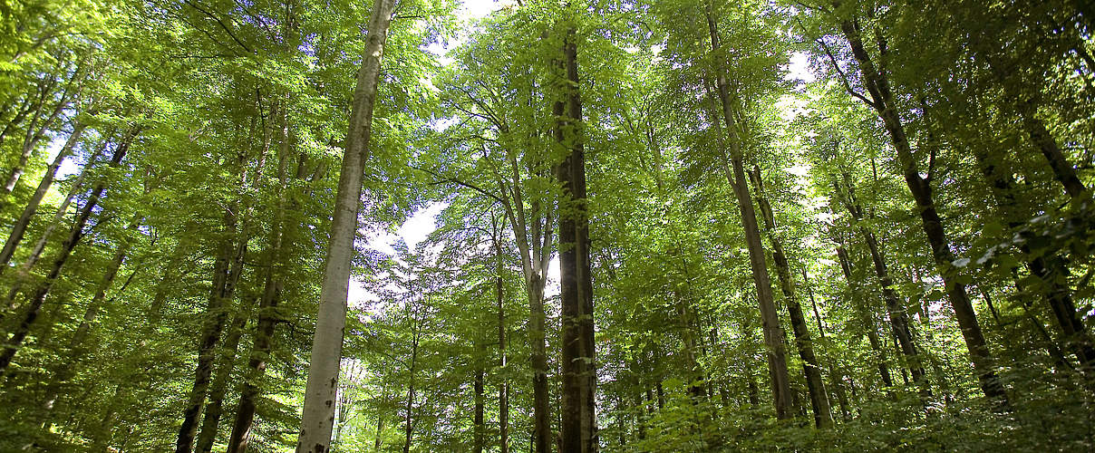 Buchenwald © Michael Gunther / WWF