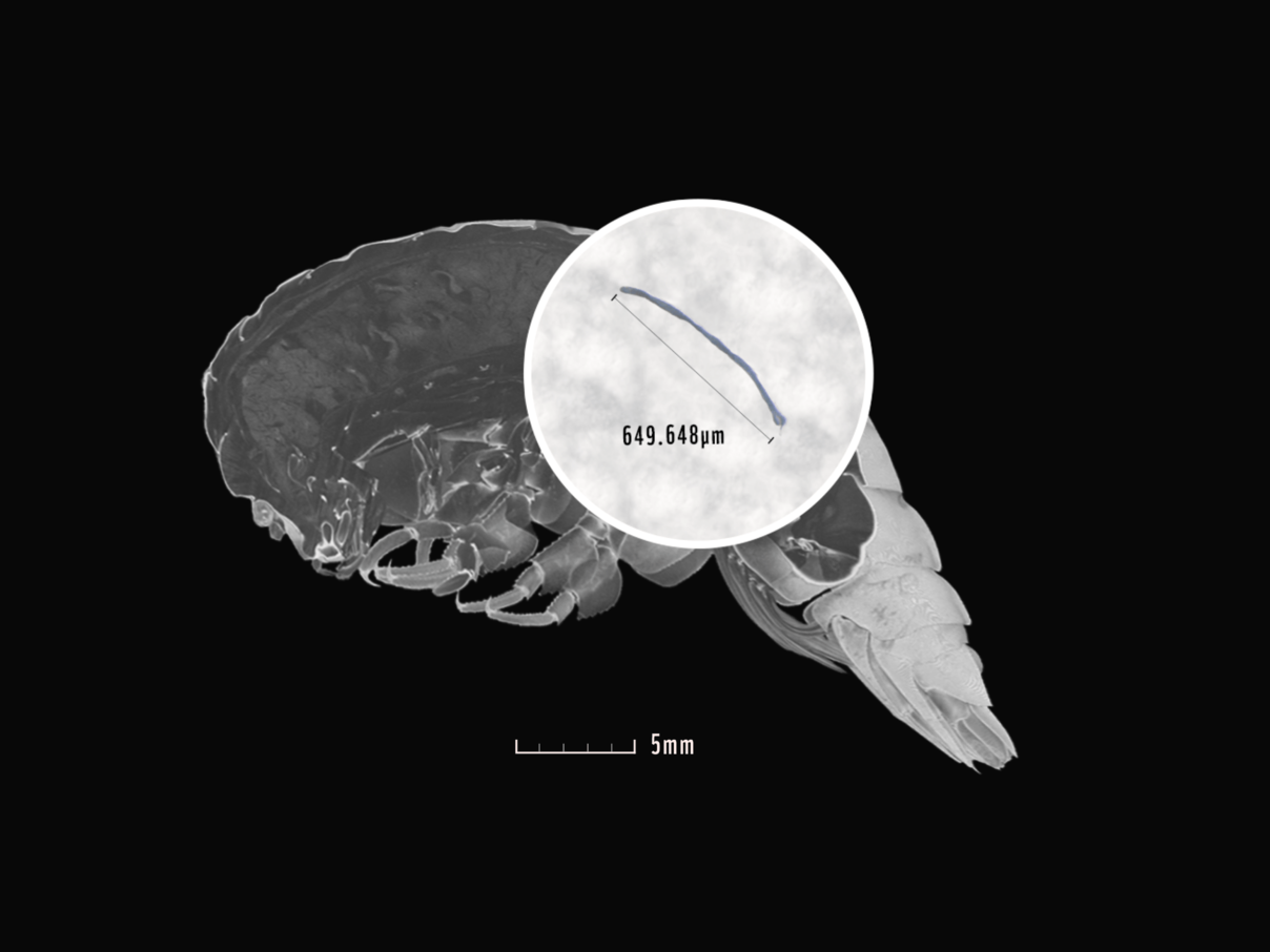 CT-Scan des Eurythenes plasticus © Dr. Alan Jamieson