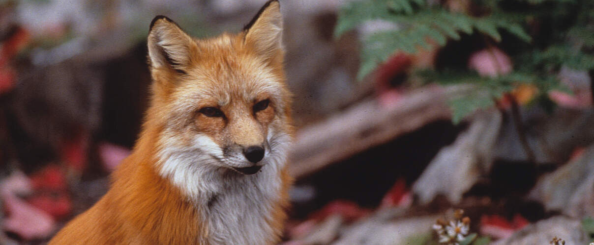 Fuchs © Howard Buffett / WWF-US