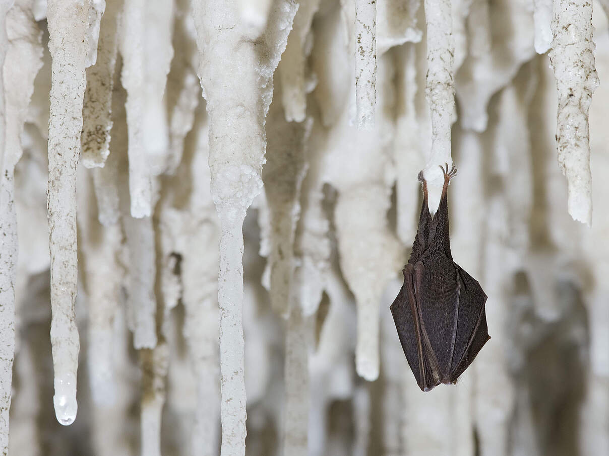 Kleine Hufeisennase-Fledermaus im Winterschlaf