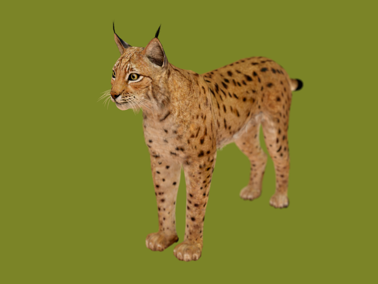 Luchs in AR © Demodern