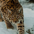sich anschleichender Luchs © Tomas Hulik