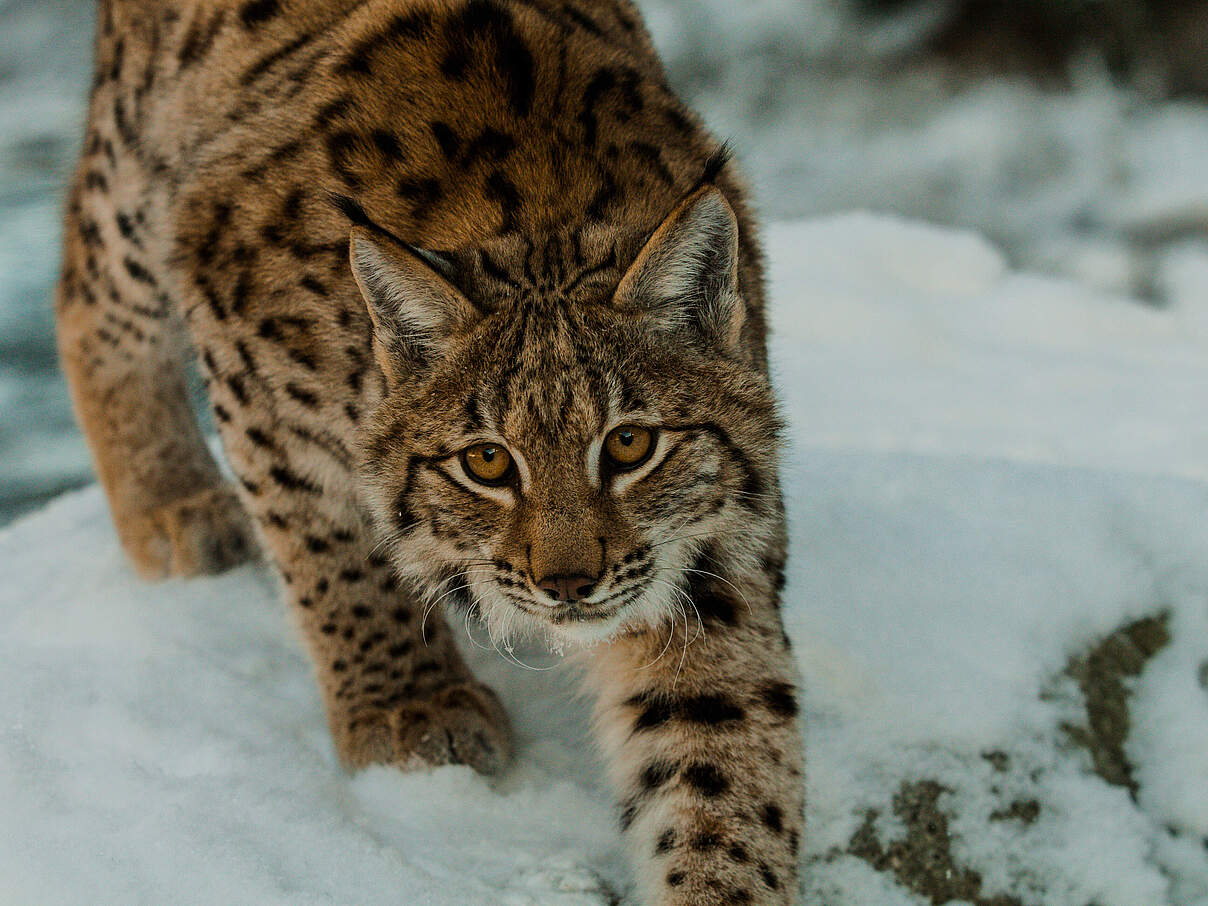 sich anschleichender Luchs © Tomas Hulik