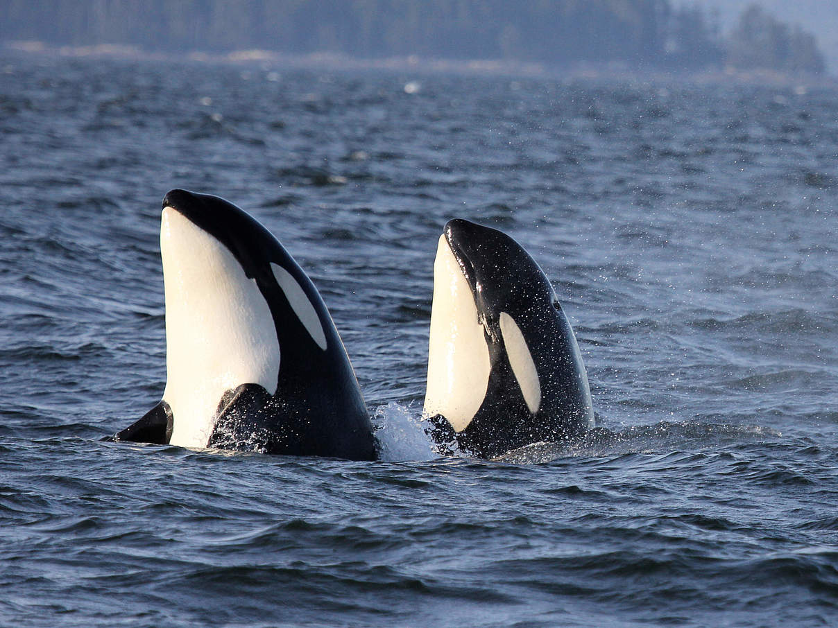 Orkas © Natalie Bowes / WWF-Canada