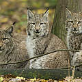 Hintergrundbild zu Ihrer Luchs-Patenschaft © Ralph Frank / WWF