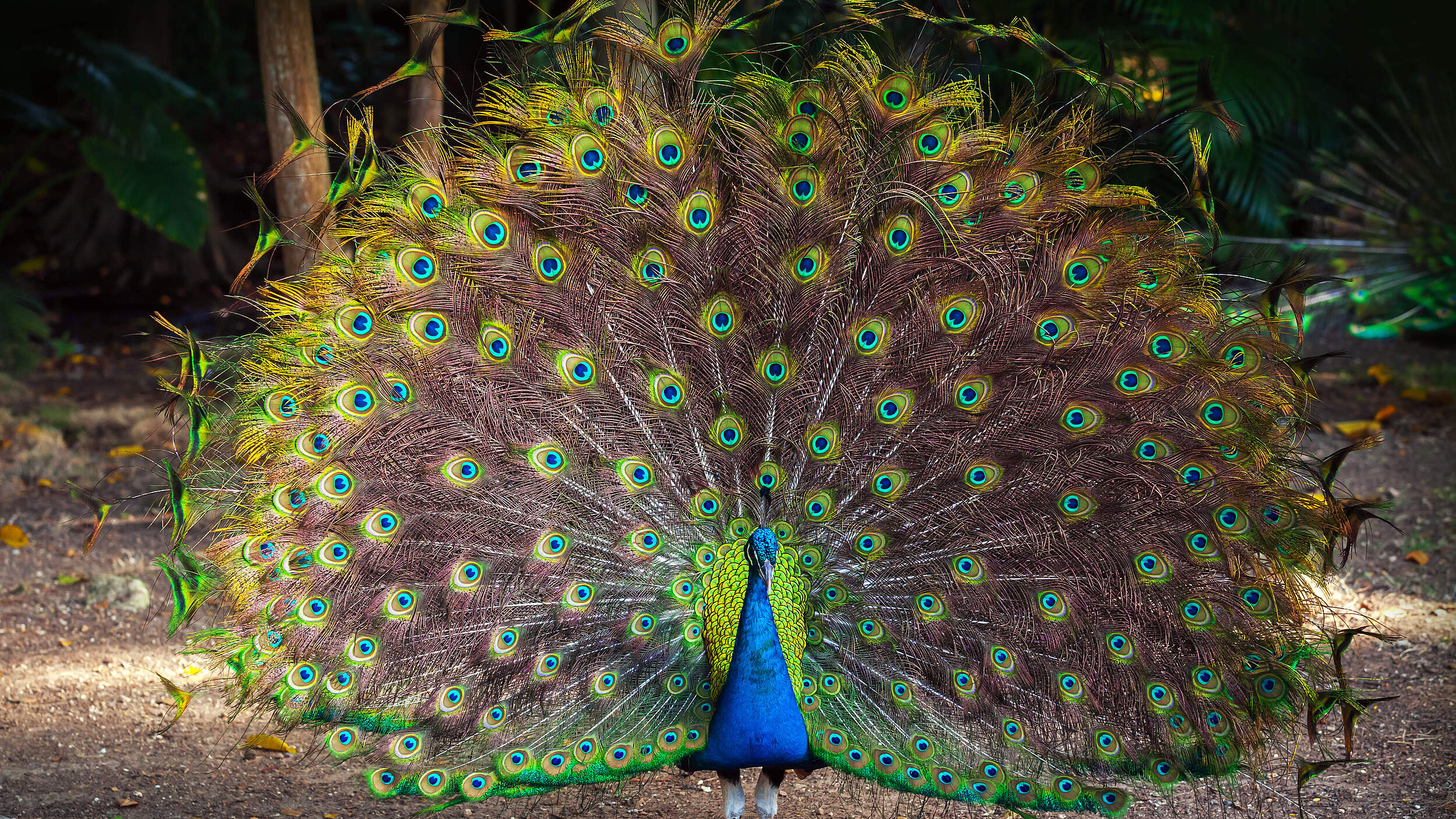 Blauer Pfau mit prächtigem Federkleid
