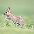 Junges Kaninchen (Oryctolagus cuniculus) © Imago/Nature Picture Library/Cyril Ruoso