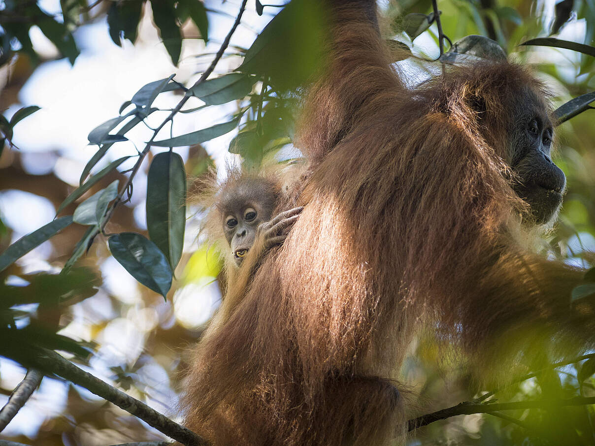 Tapanuli-Orang-Utan © IMAGO / Nature Picture Library